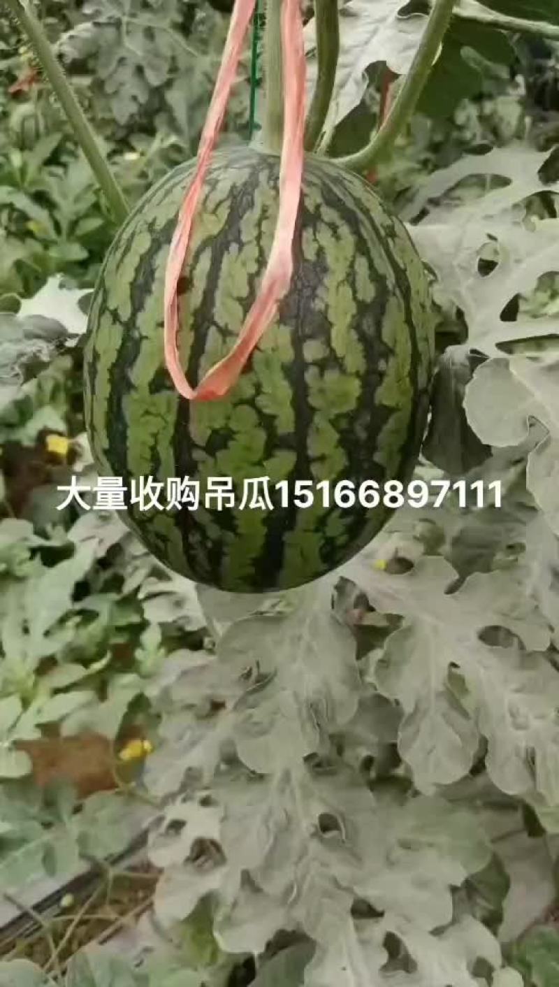 小吊瓜，一滕一瓜甜度十三以上欢迎各位老板光临