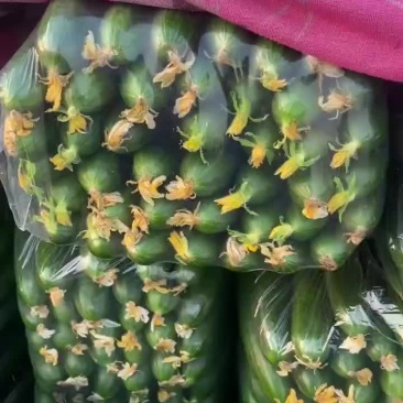 小黄瓜