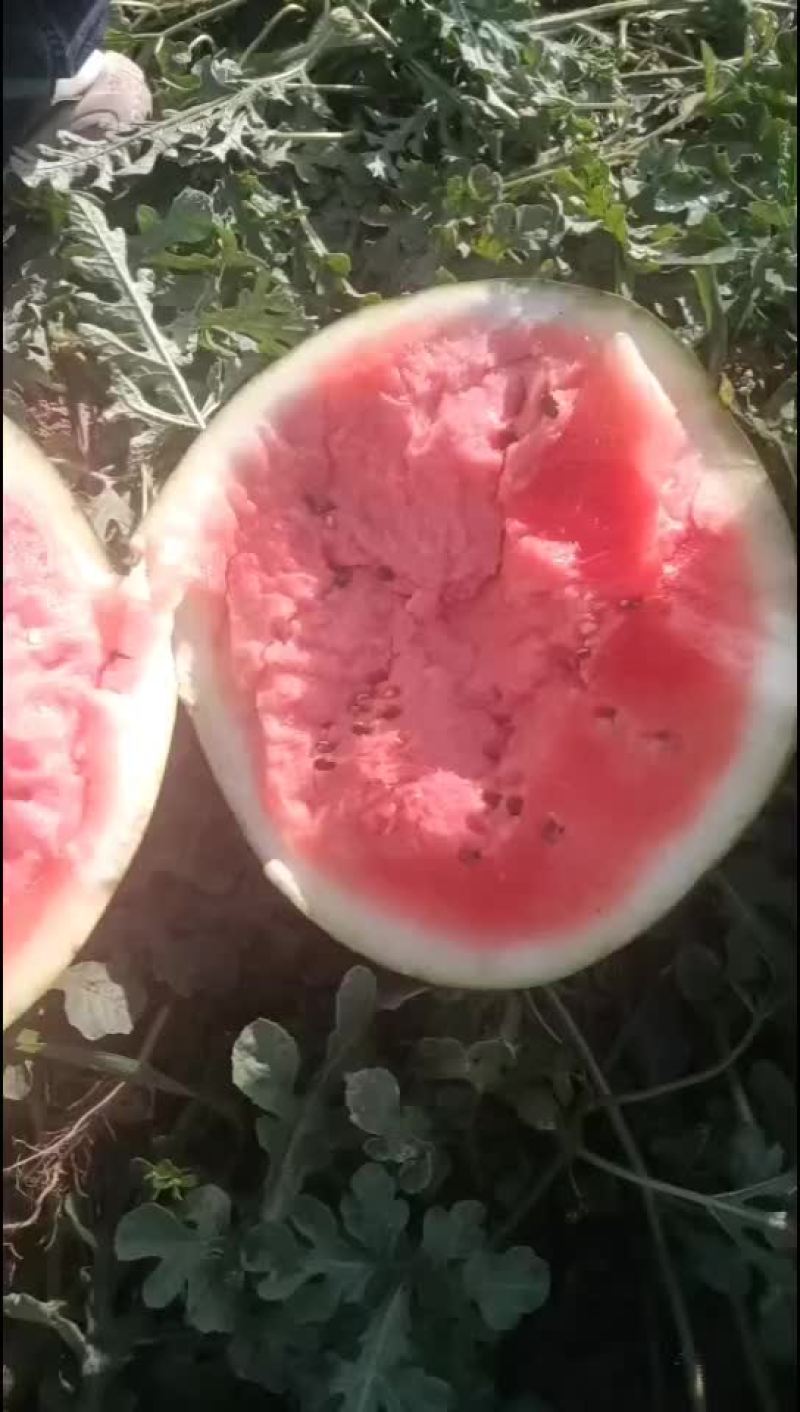 西瓜有货要的联系