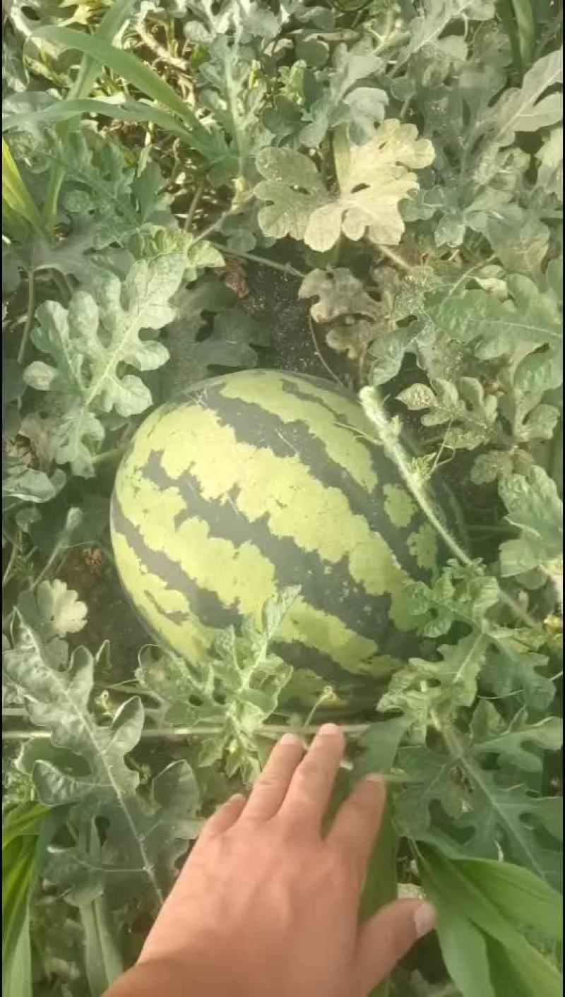 西瓜有货要的联系
