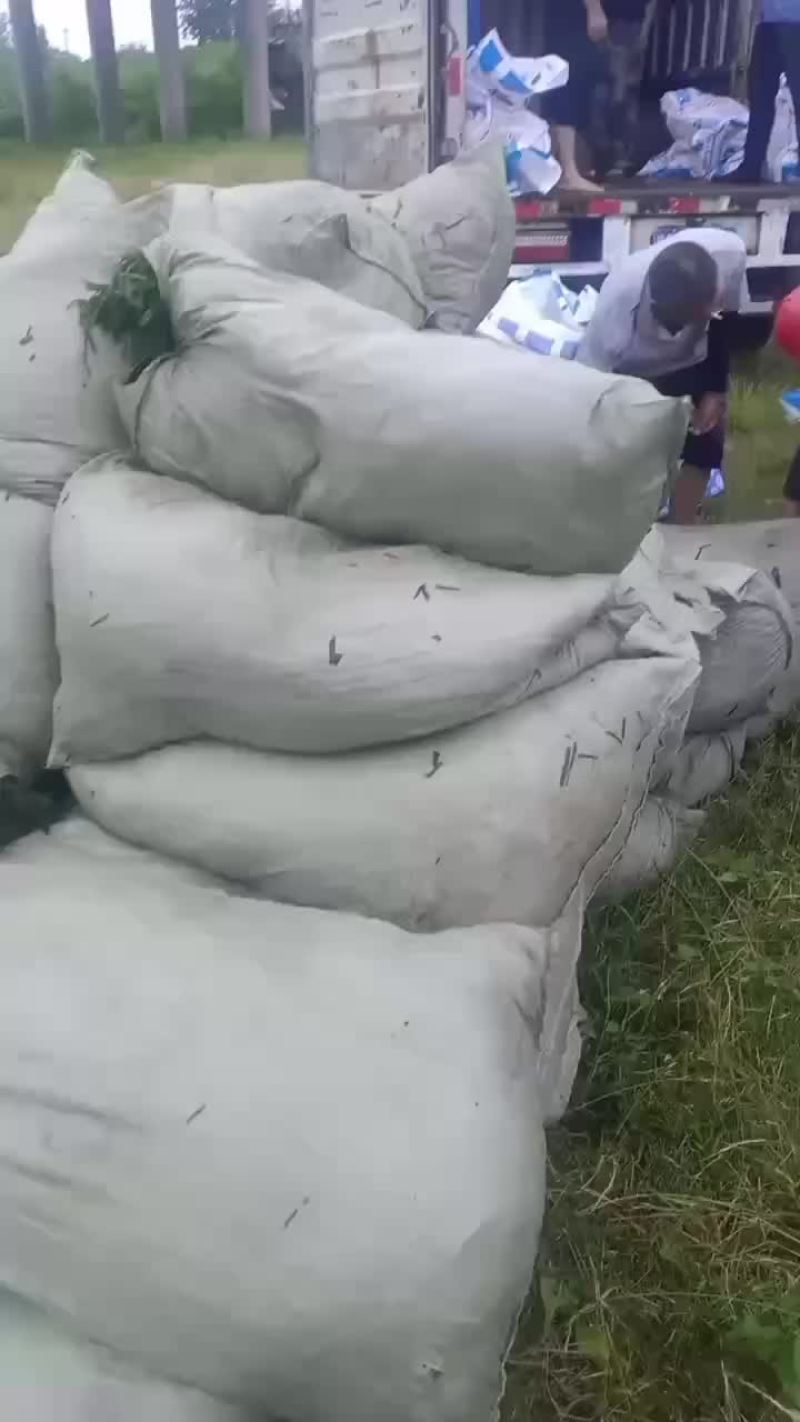 常绿大苦草