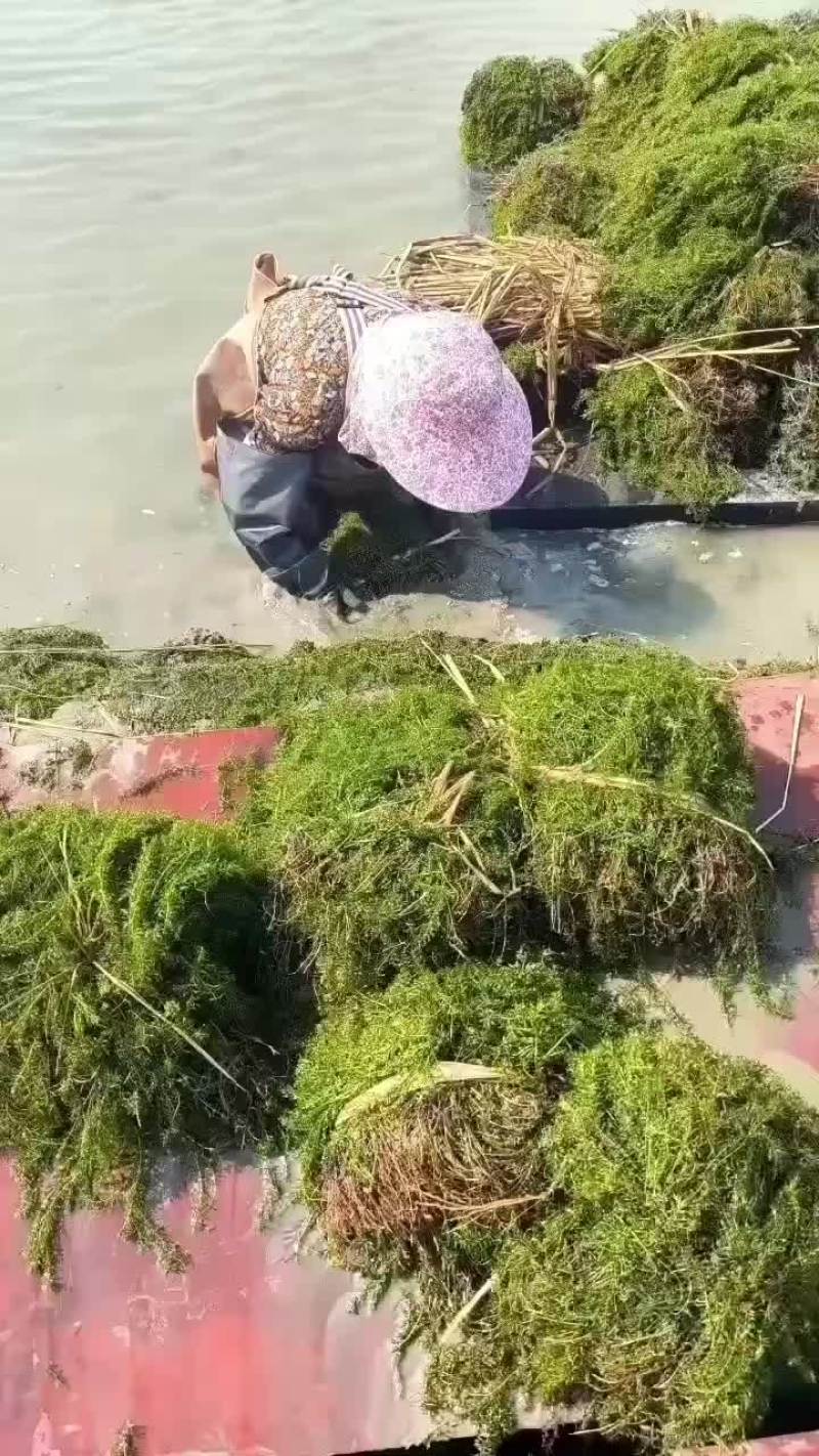常绿大苦草