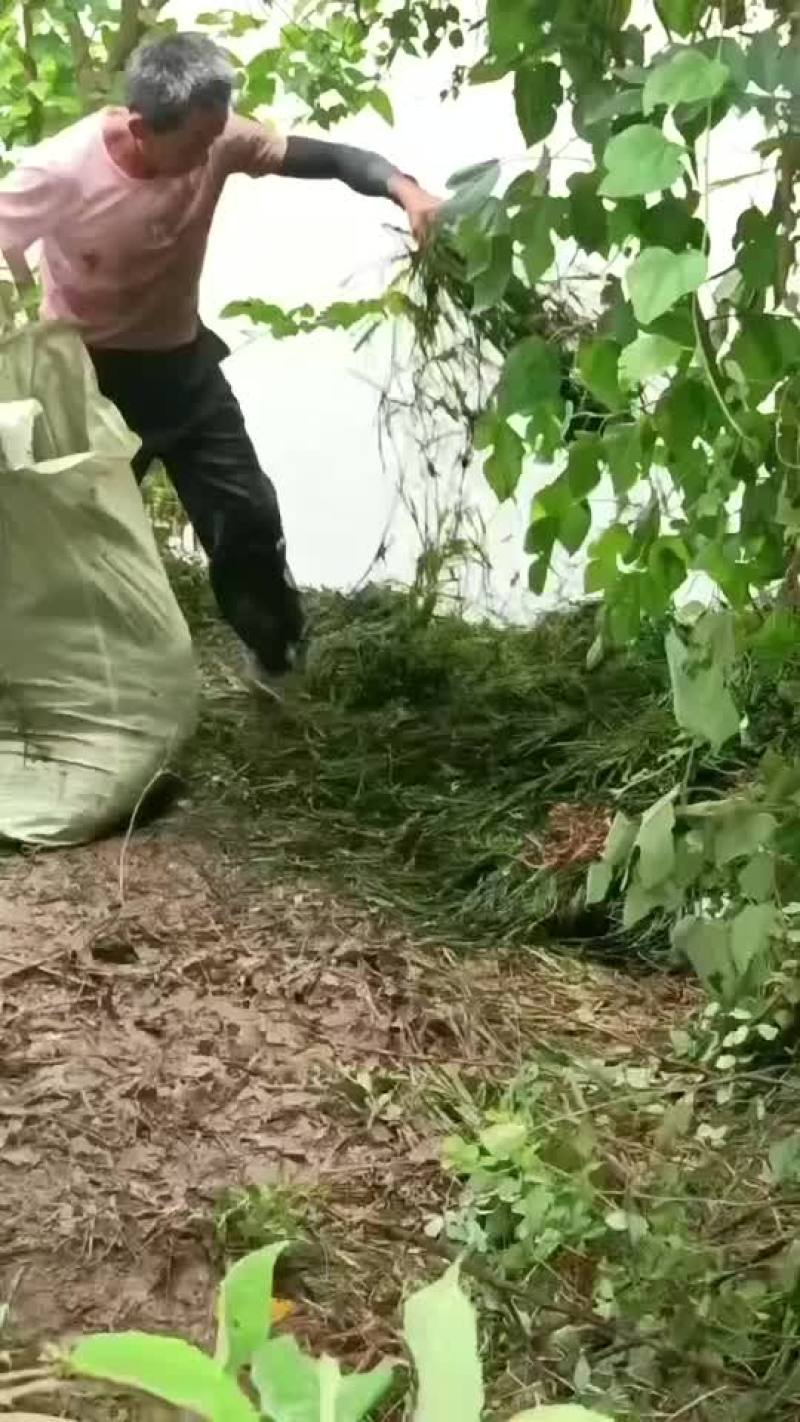 常绿大苦草