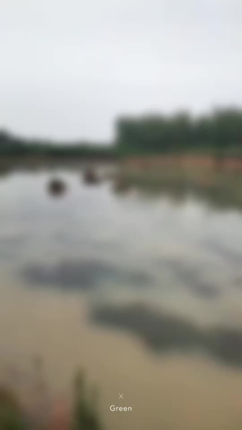 常绿大苦草