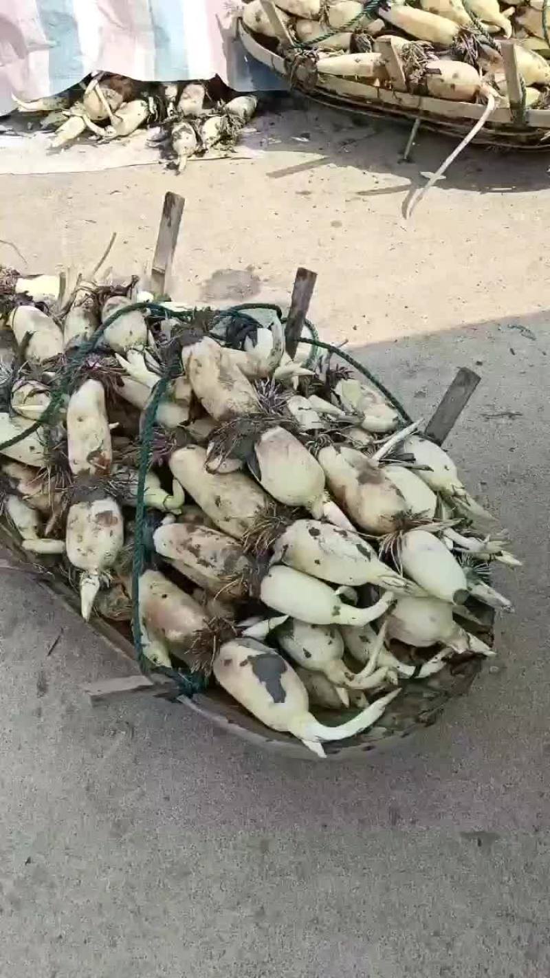 精品藕