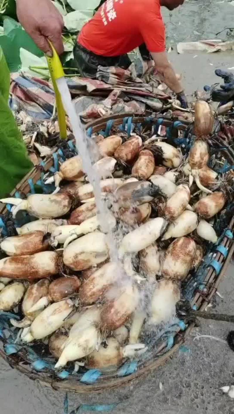 精品藕