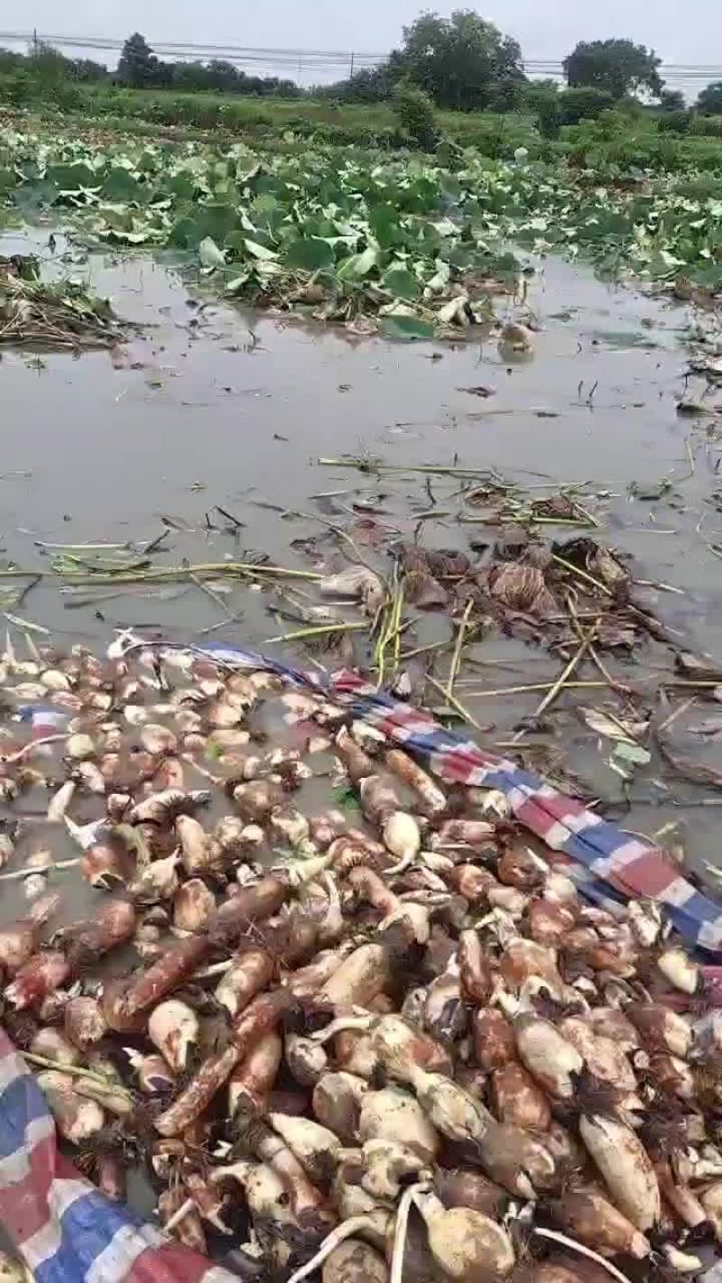 精品藕
