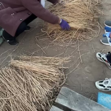 药材