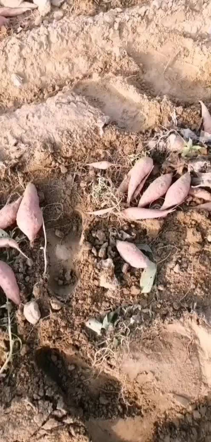 龙薯九红薯