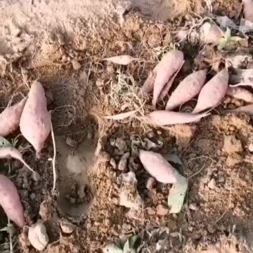 龙薯九红薯