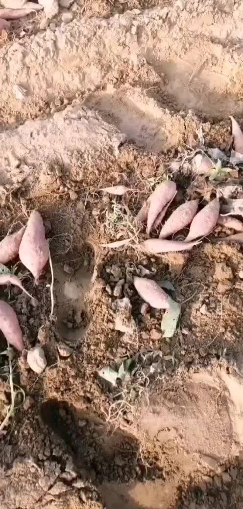 龙薯九红薯