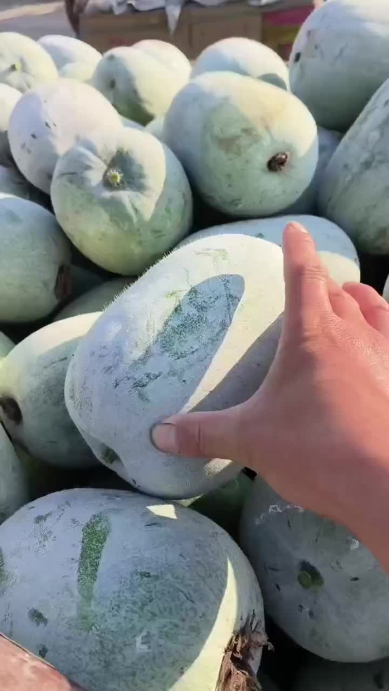 河南水果东瓜，冬瓜。迷你冬瓜电商专用，产地直销。