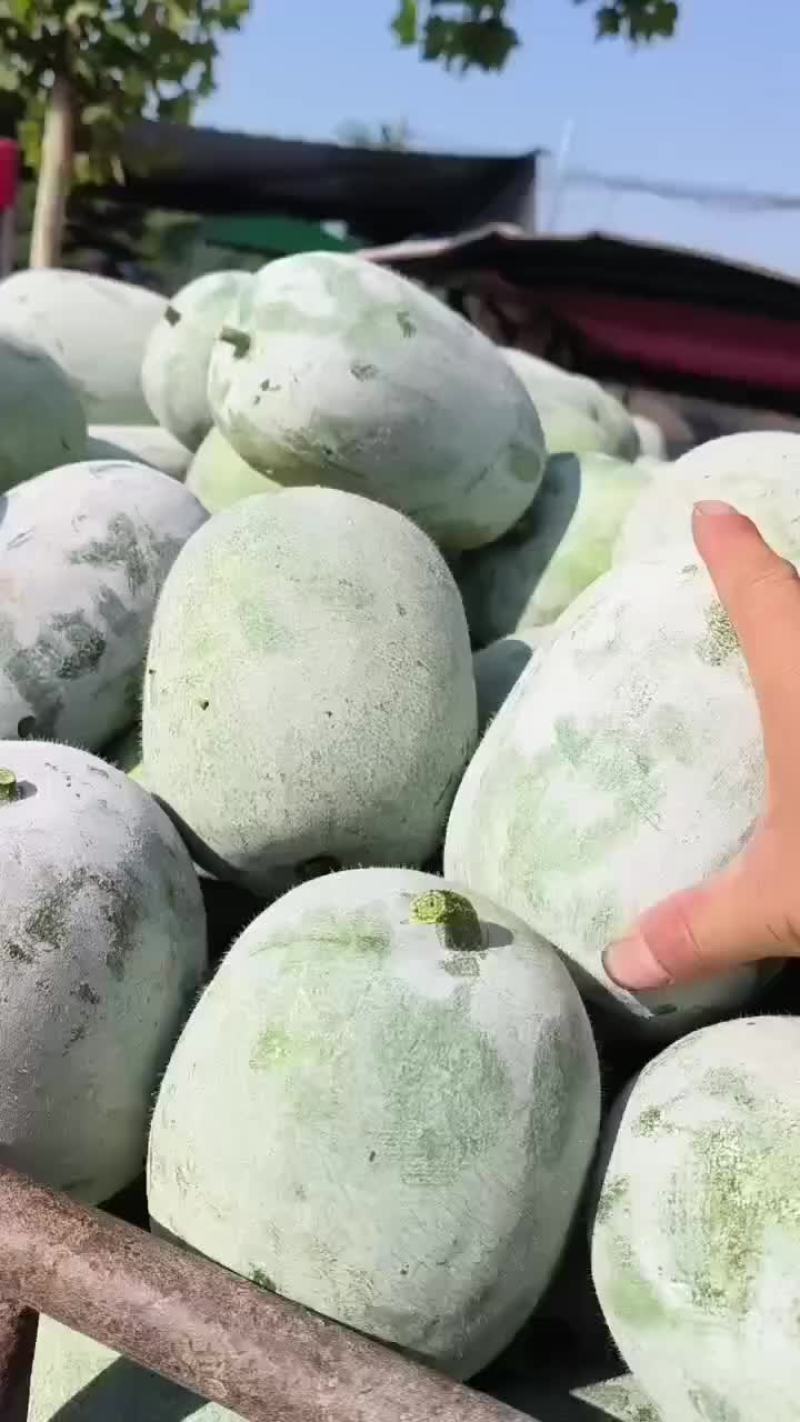 河南水果东瓜，冬瓜。迷你冬瓜电商专用，产地直销。