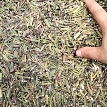 柴胡青苗杆子切段