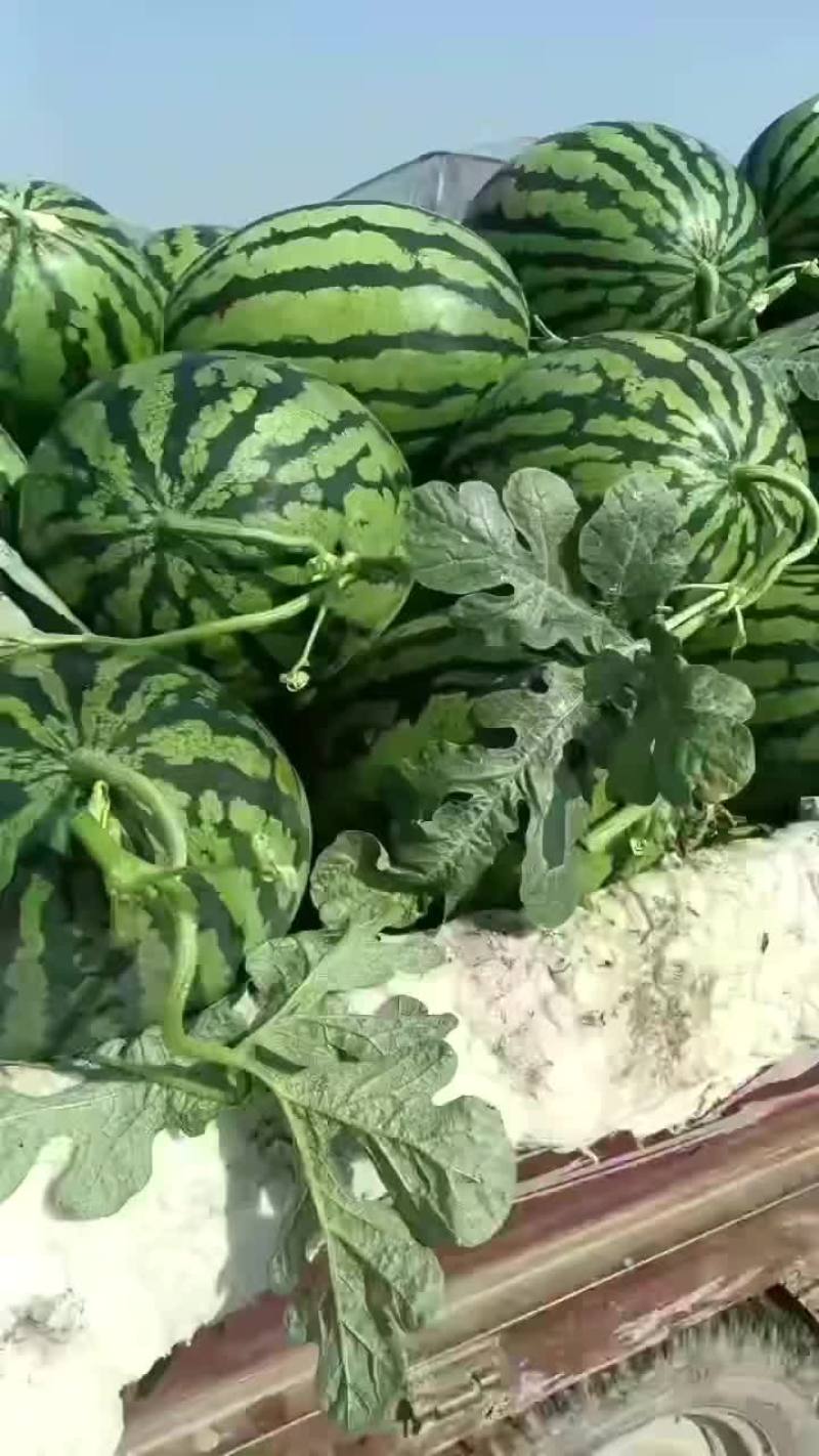 精品西瓜