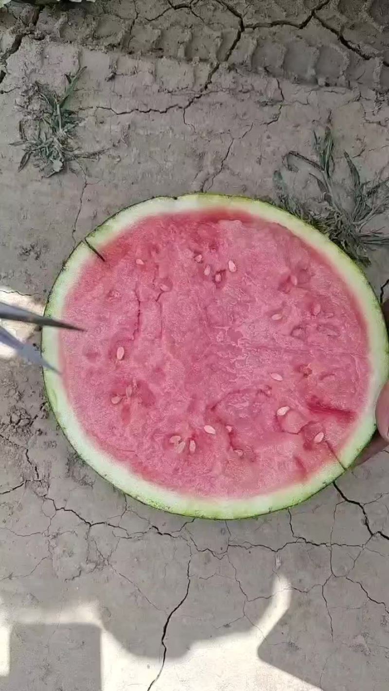 精品西瓜