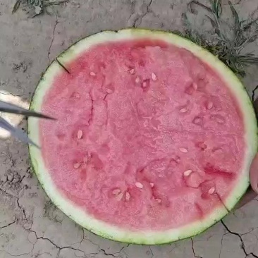 精品西瓜