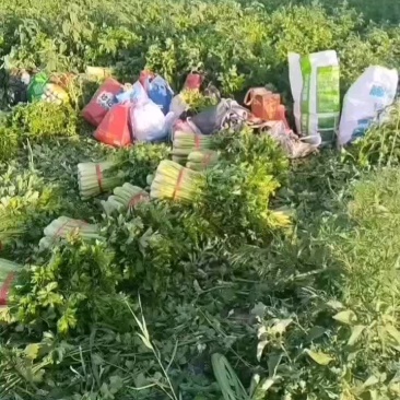 精品西芹