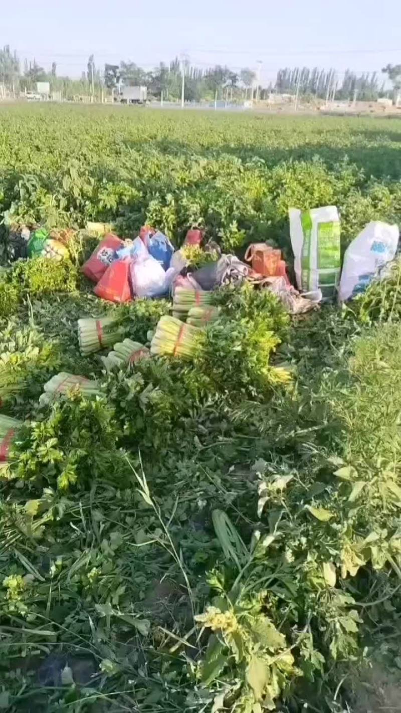 精品西芹