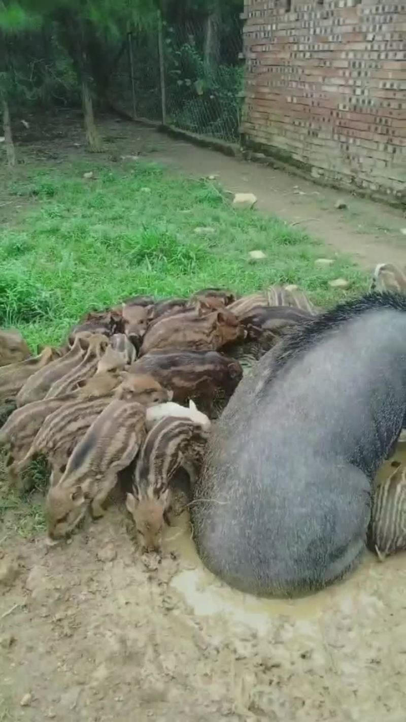 猪