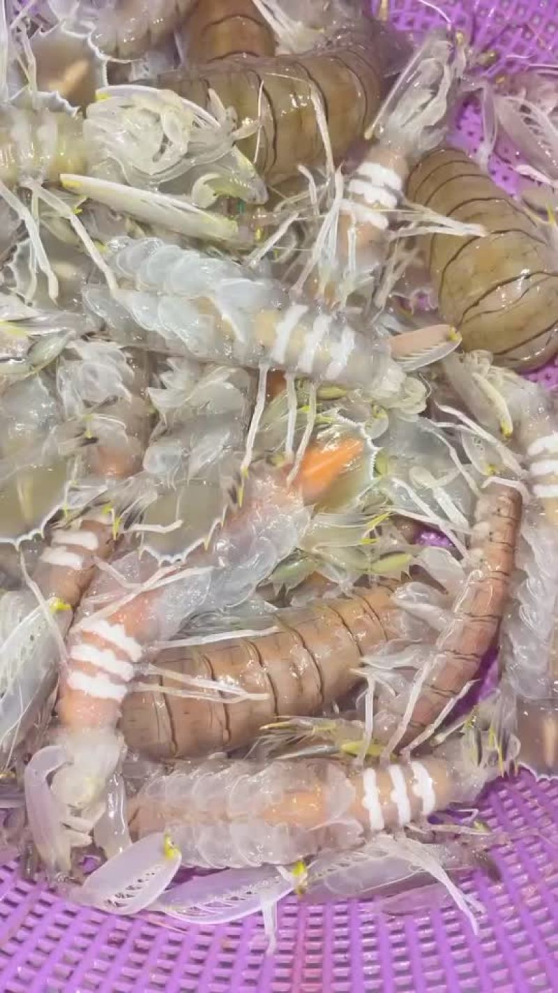 批发皮皮虾北部湾海域装网作业可零售