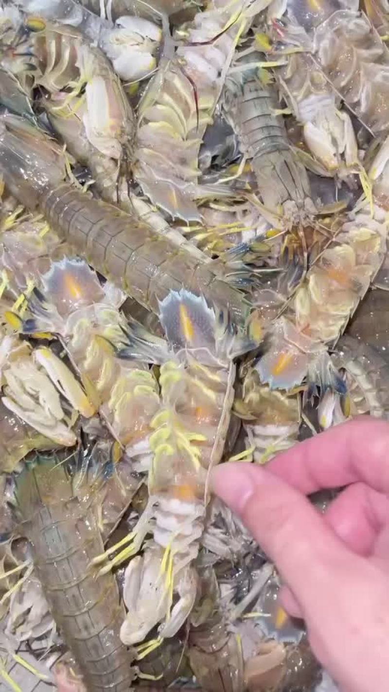 批发皮皮虾北部湾海域装网作业可零售