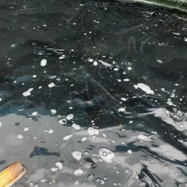 黑鱼，井水养殖，鱼肉清甜