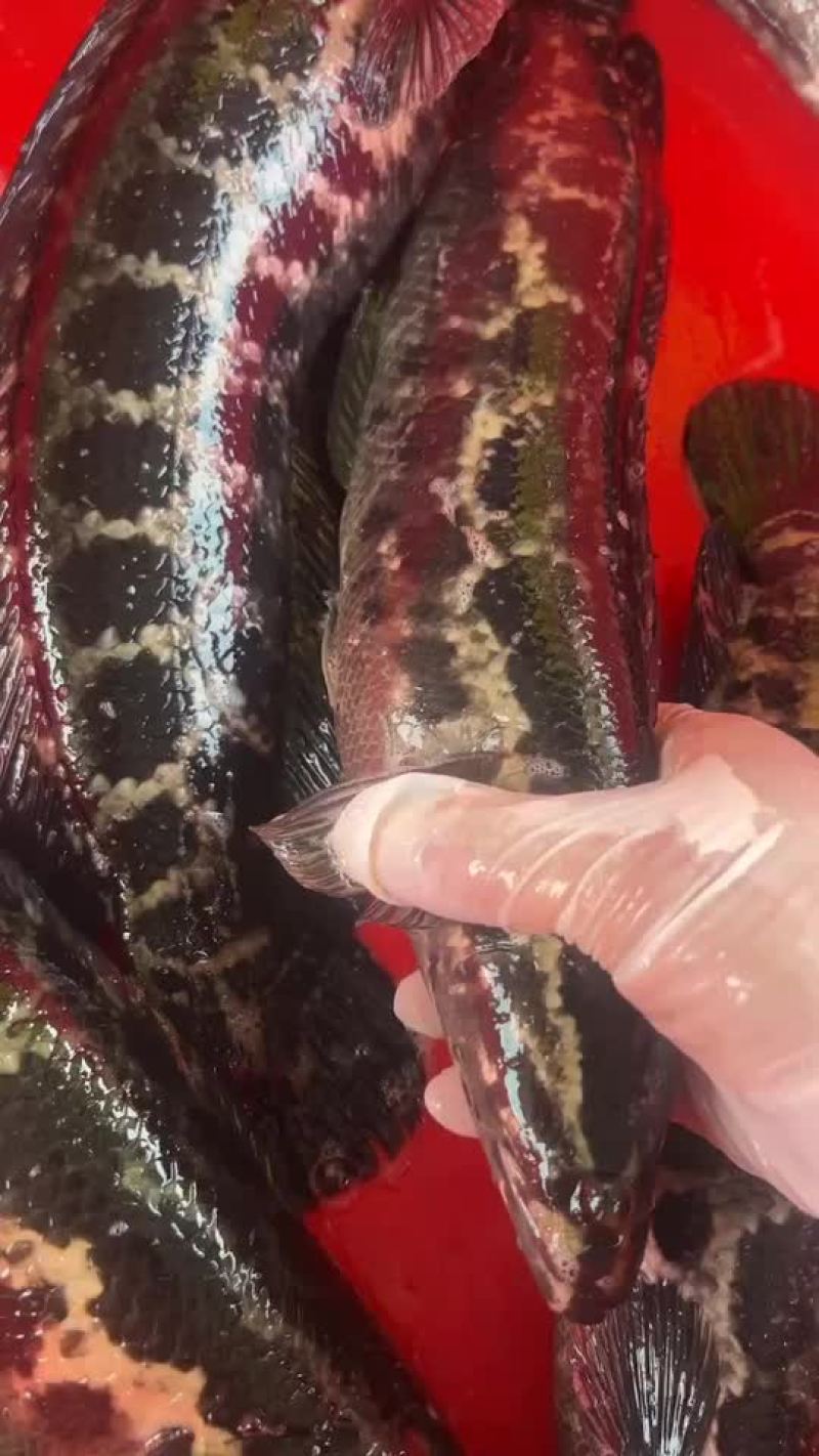 黑鱼，井水养殖，鱼肉清甜