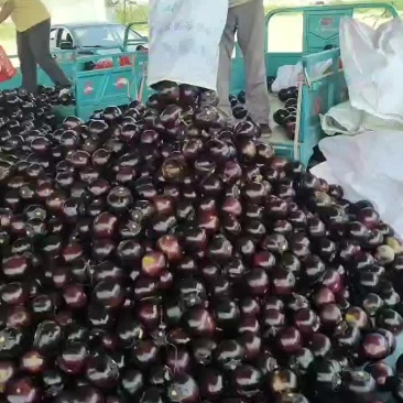 河北圆茄精品圆茄大量有货产地直供一手货源代发全国