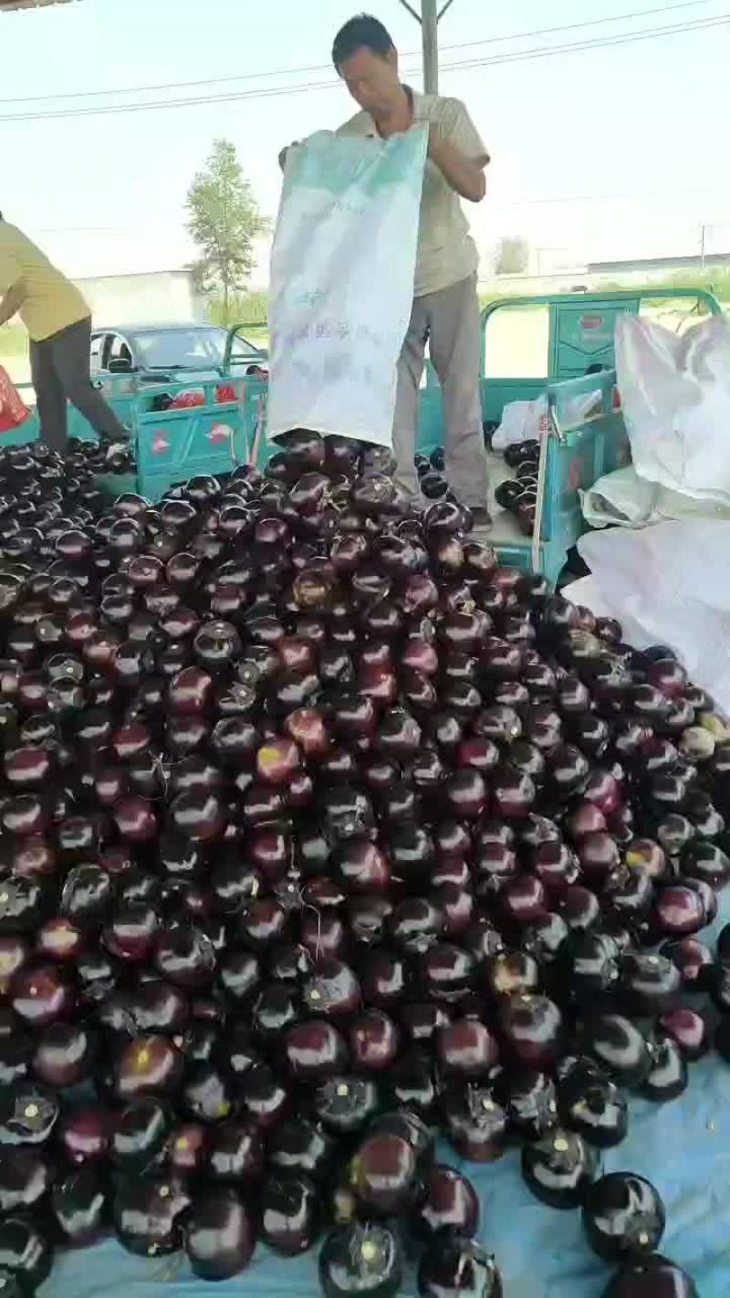 河北圆茄精品圆茄大量有货产地直供一手货源代发全国
