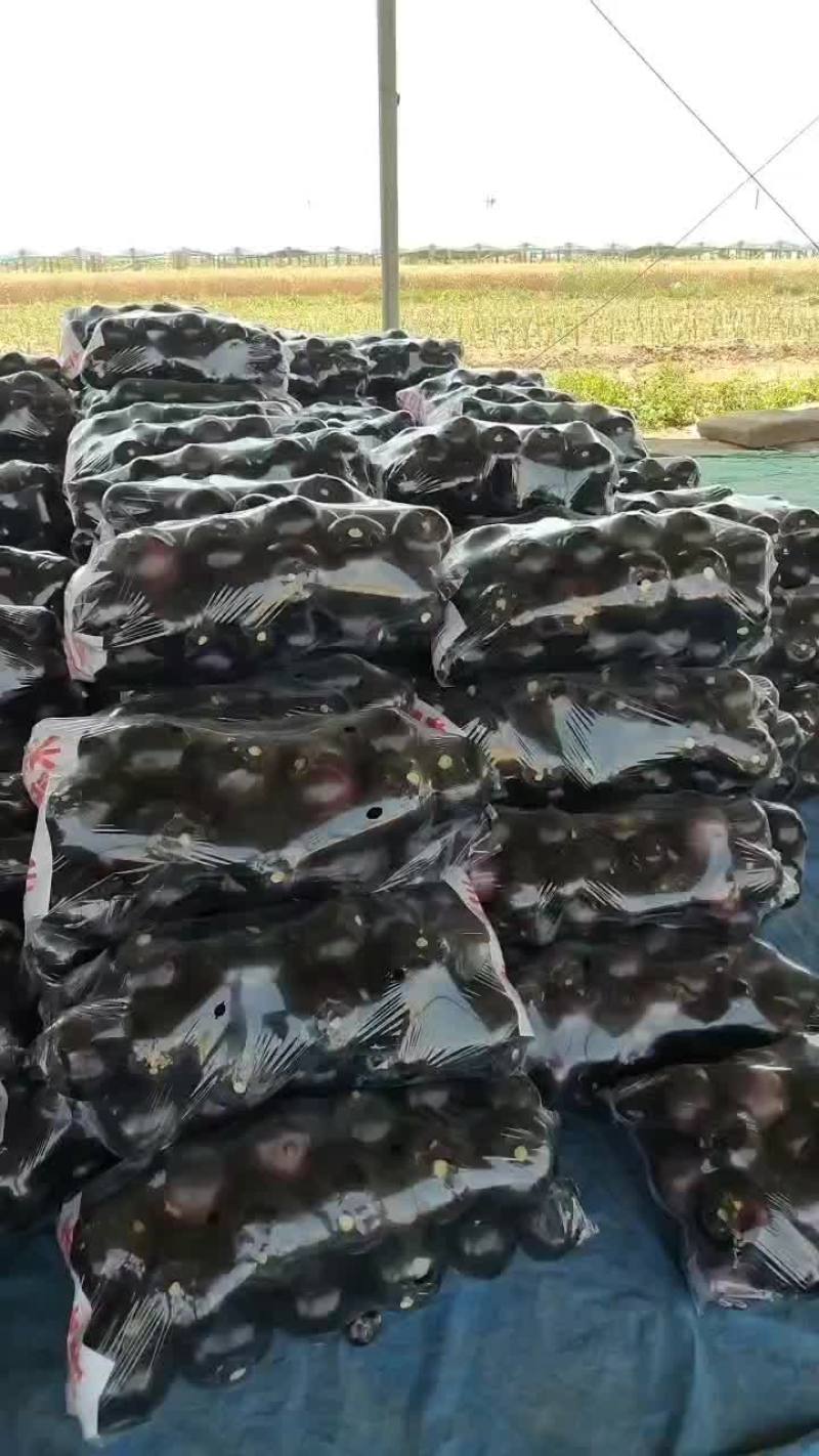 河北圆茄精品圆茄大量有货产地直供一手货源代发全国