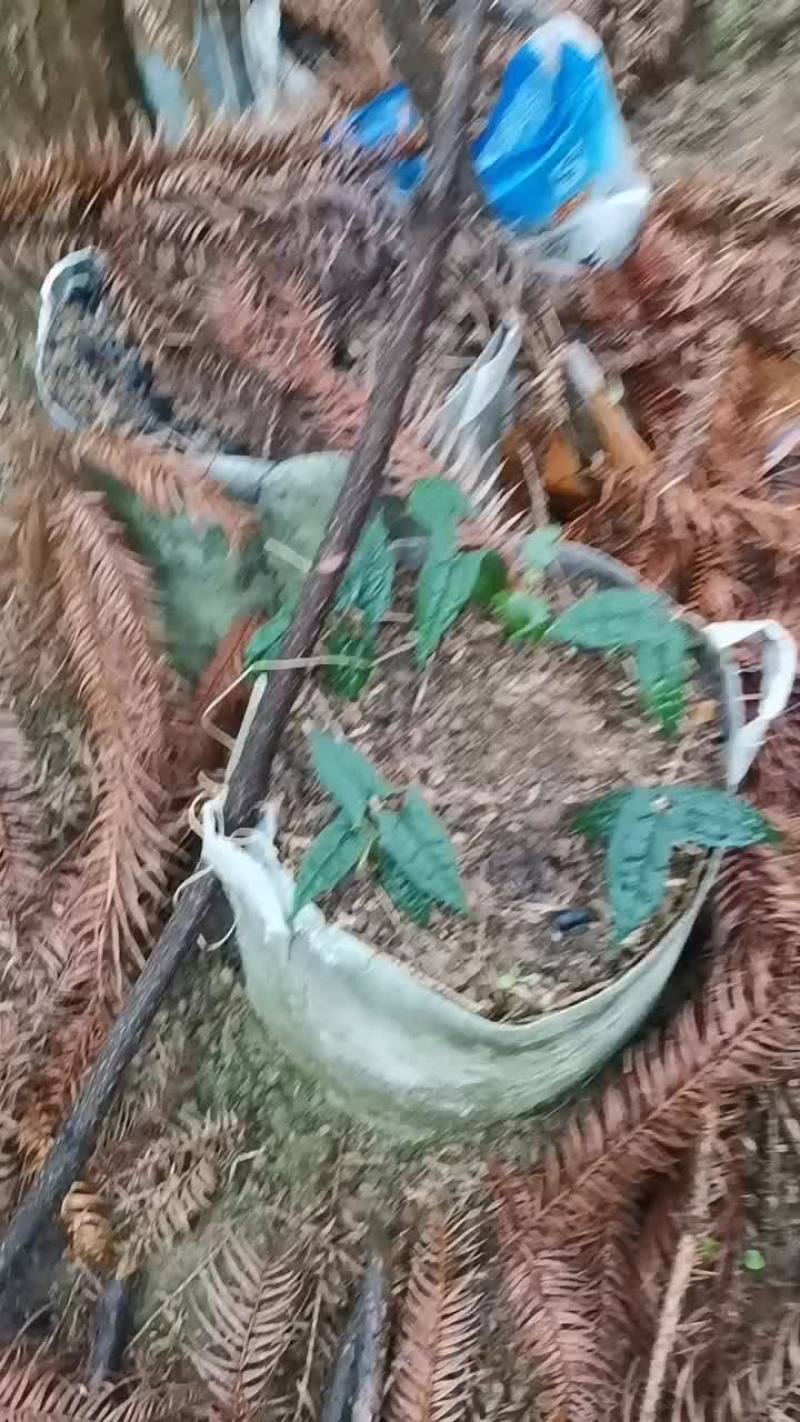 供应金果榄苗