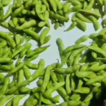 【江苏毛豆】翠绿宝毛豆大量上市可视频看货欢迎来电
