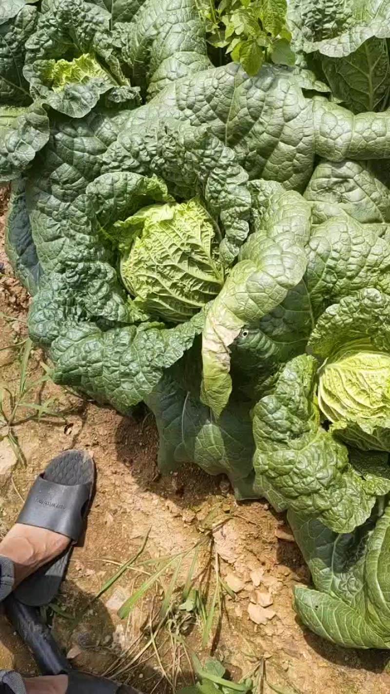 娃娃菜