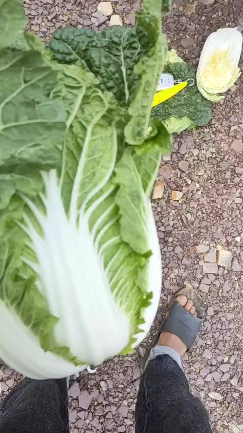 娃娃菜