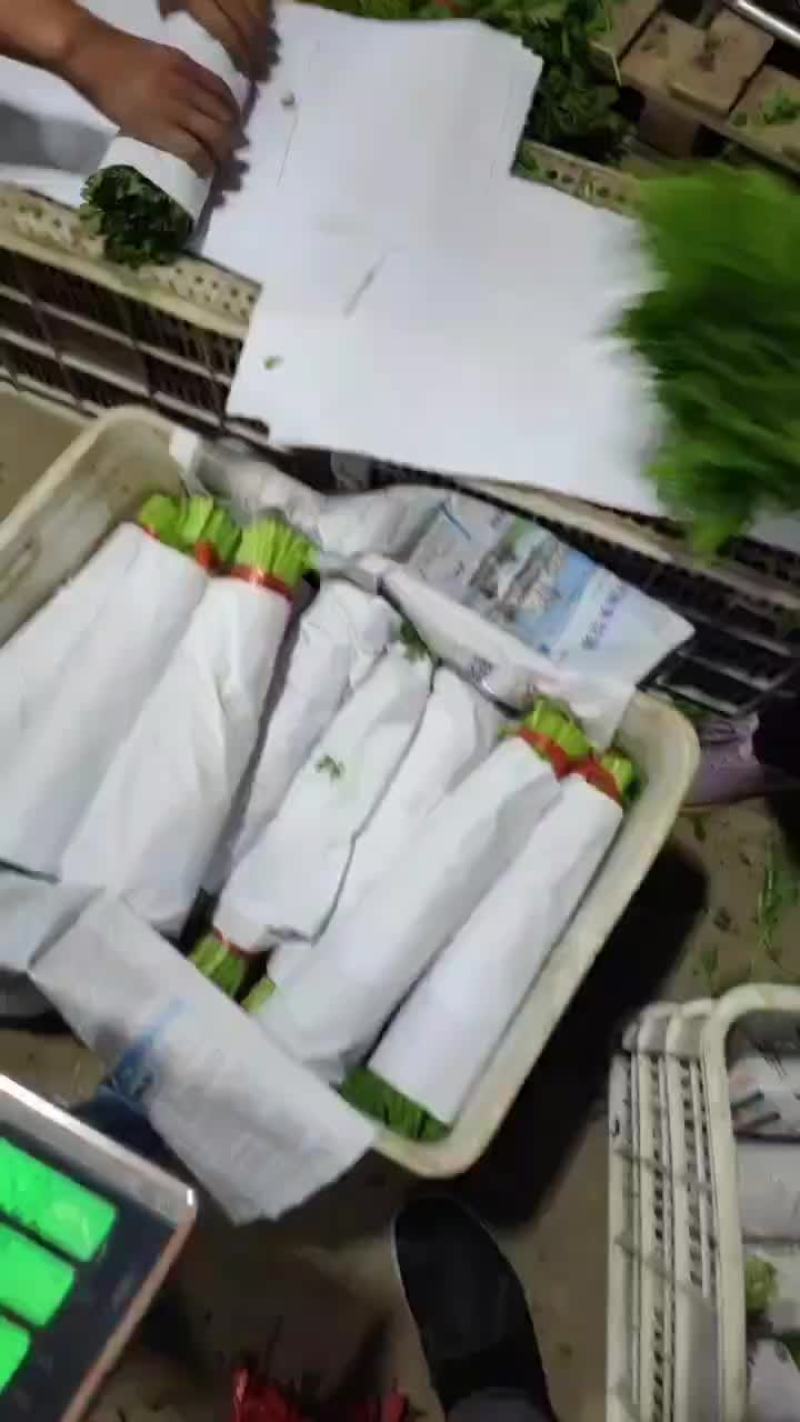 精品茼蒿