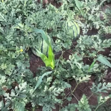 精品头茬精心