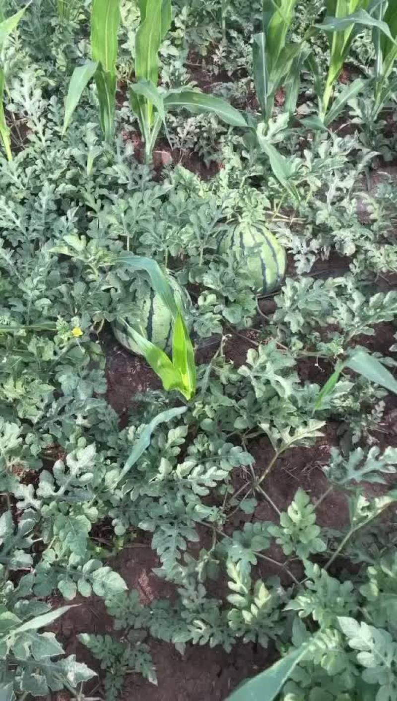 精品头茬精心