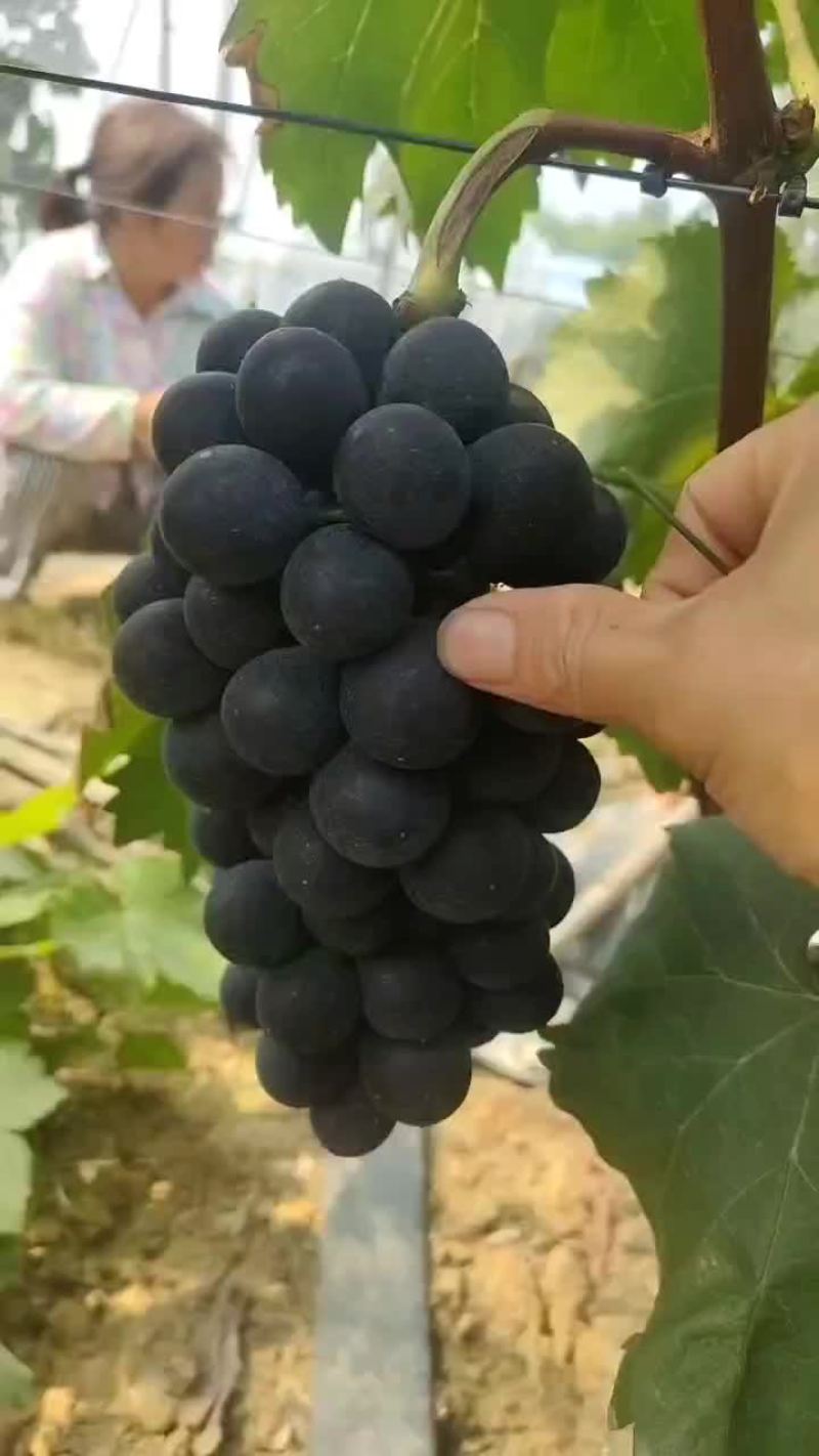 露天葡萄位置龙泉