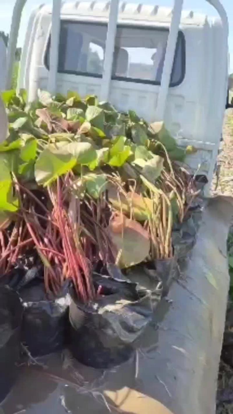 睡莲