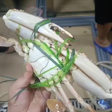 红花蟹大量有货