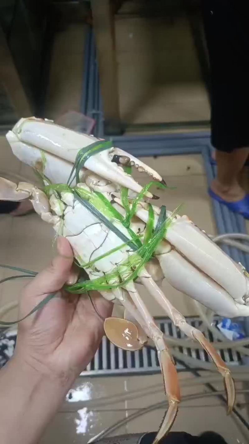 红花蟹大量有货