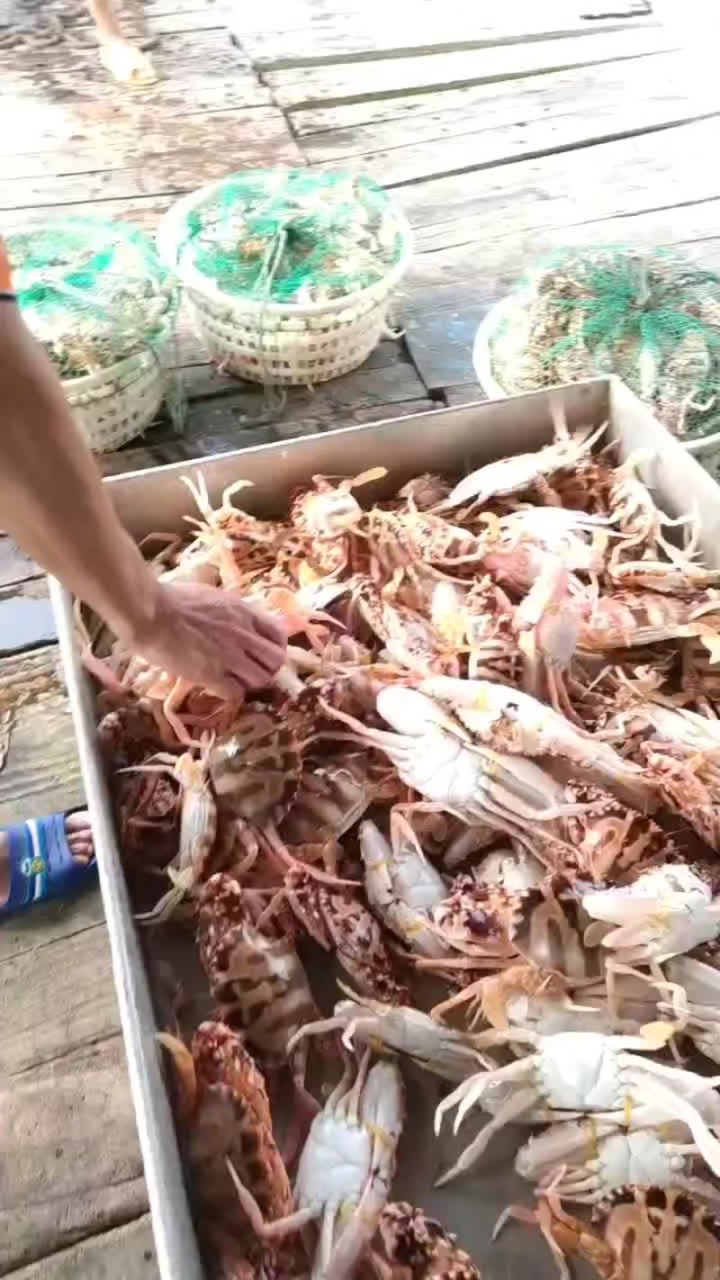 红花蟹大量有货