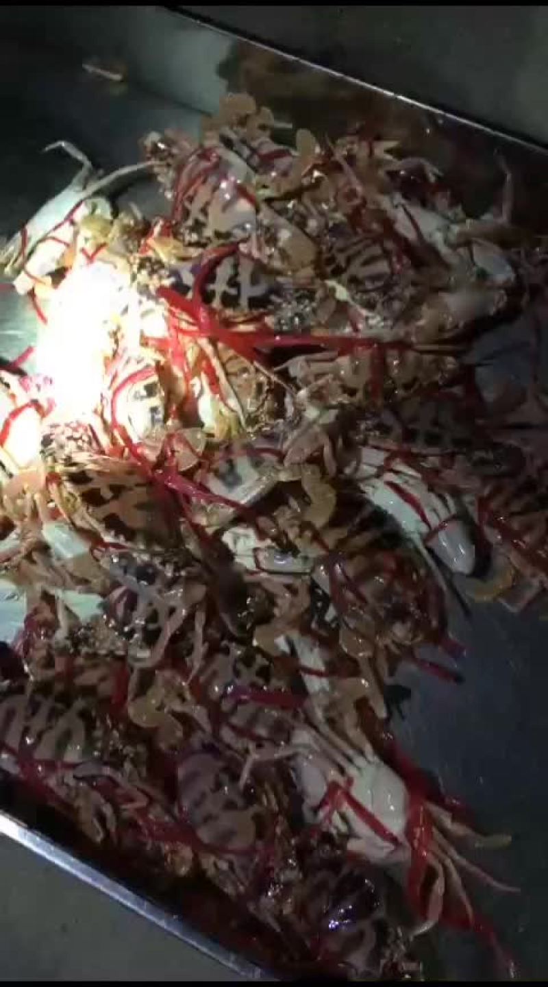 红花蟹大量有货