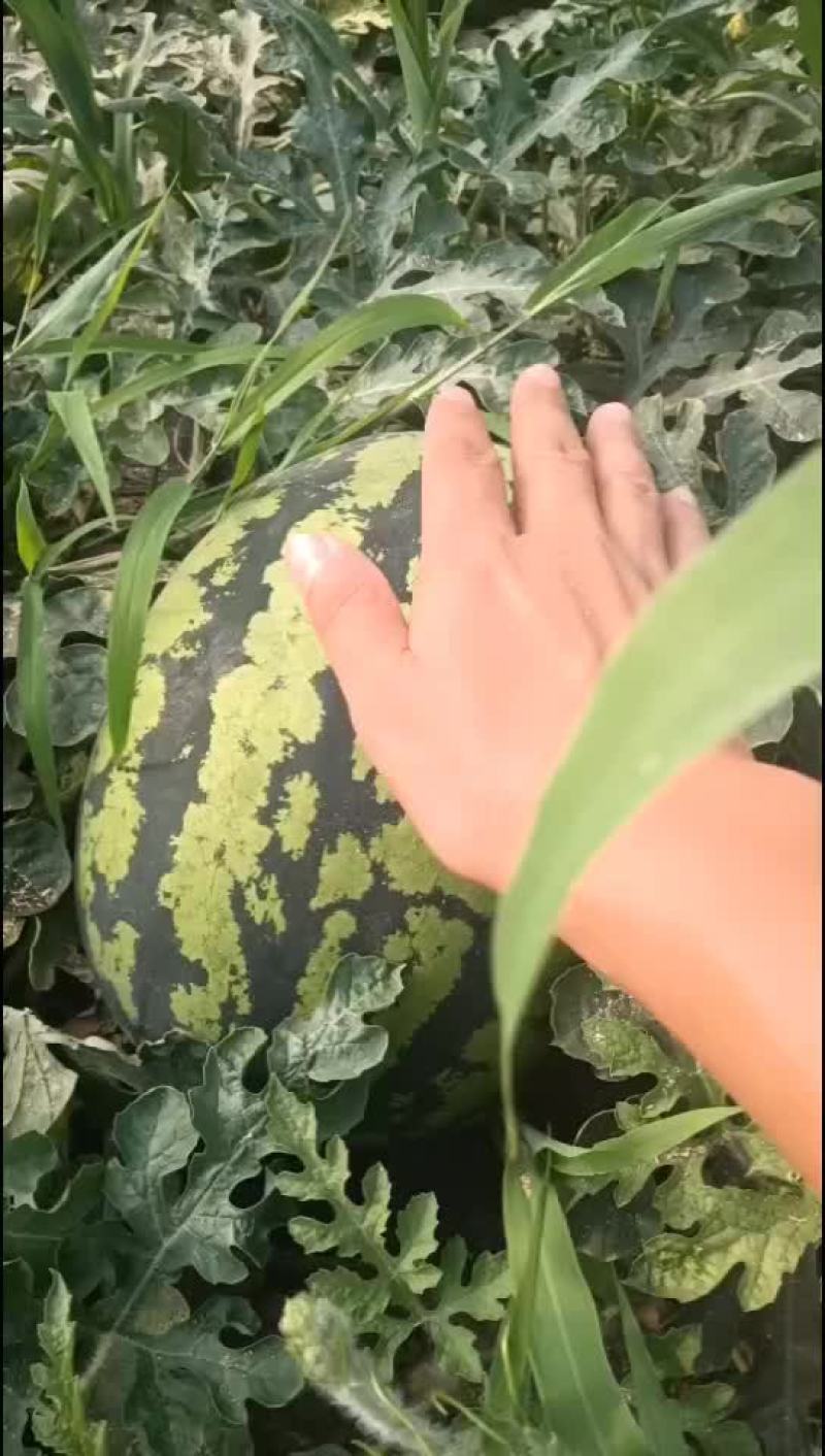 西瓜大量有货要的老板私聊