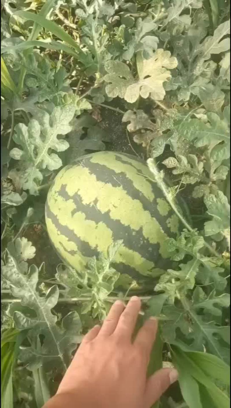 西瓜大量有货要的老板私聊