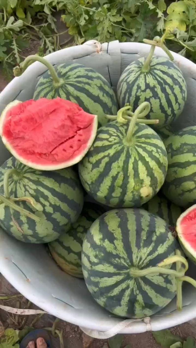 美都西瓜头茬瓜果园基地直发产地代办一手货源