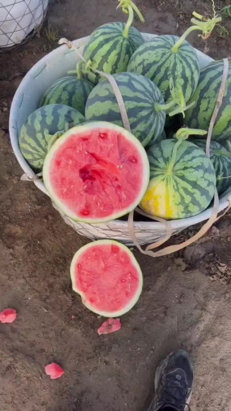 美都西瓜头茬瓜果园基地直发产地代办一手货源