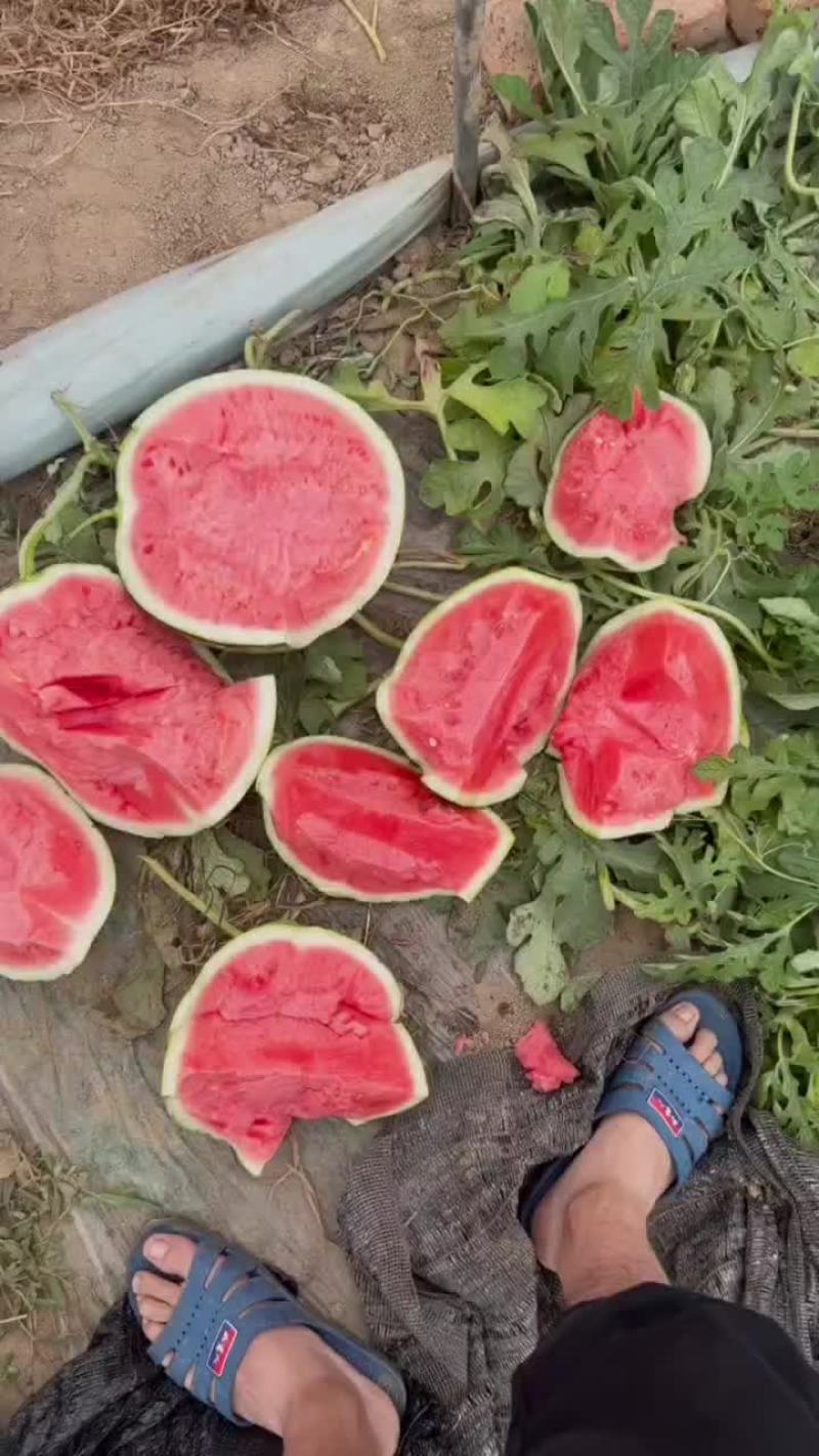 美都西瓜头茬瓜果园基地直发产地代办一手货源