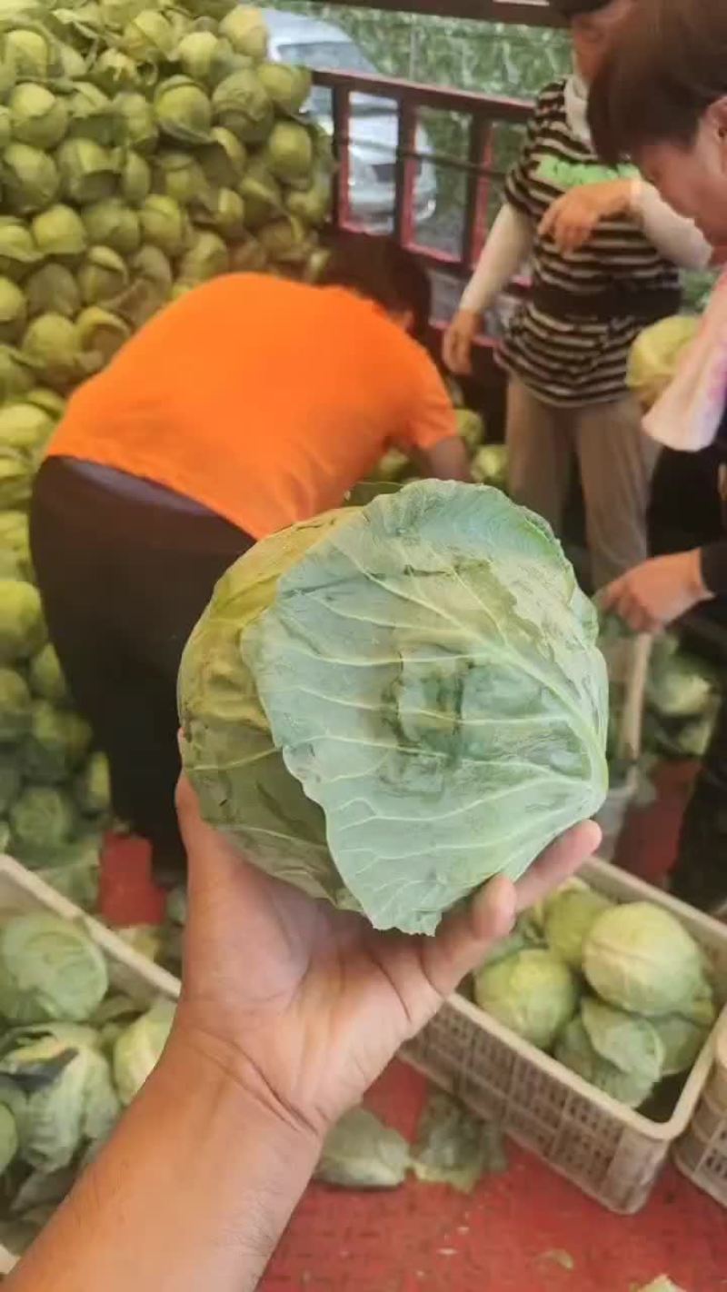 瑞胜甘蓝